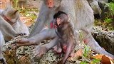 阳光下，漂亮的猴宝