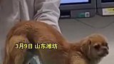 山东潍坊：宠物临床诊疗课，老师抱来狗狗当教具