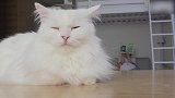 发现一只懒洋洋的猫咪，这乖巧的样子，好想摸一摸！