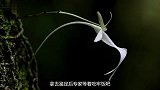 男子野外采到“青蛙花”拿去鉴定后，专家等着吃监狱盒饭吧