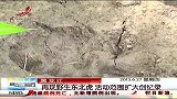 晨光新视界-20130627-再现野生东北虎 活动范围扩大创纪录