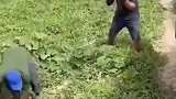 瓜农收瓜配合默契动作流畅