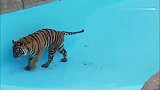 老虎跑游泳池里玩，走一步滑一步，王者风范呢