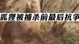 国外合法，狐狸被打伤后即将捕杀，突然口咬枪管做最后抗争