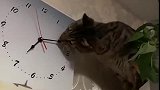 猫：怎么还没到吃饭时间，我来把时间调快一点！