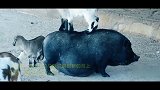 见过这么有意思的山羊和山猪吗，山羊在猪身上跳马，真的太会玩了