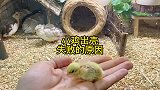 小鸡出壳失败的原因有哪些呢？