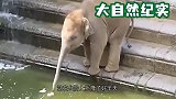 小象第一次玩水，在岸边犹豫不决，下一秒憋住别笑