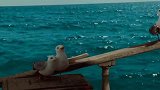 海绵宝宝：开玩笑的吧，海盗船长秒变快餐车大厨，鸽子竟打的跑路