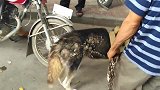 这狗不会忠诚主人，谁给吃谁就是它的主人