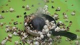 1000℃的铁球遇上火药会发生什么？接触瞬间，画面太硬核了！