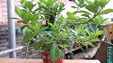 栀子经常掉花苞，看看你踩了几个“坑”，立马停止