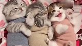 一群小可爱，没想到猫咪居然还会笑