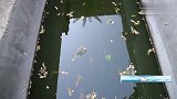 池塘水质突然变黑，急忙清理看到水底的景象，老三直呼太可惜了