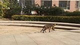 领着我家的猫咪玩了一会，因为还收养了一只小流浪猫