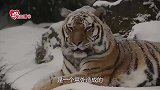 网友收养受伤小老虎，和狗狗养在一起，老虎逐渐丧失了野性
