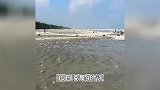 广东汕尾海滩突现大量生蚝，市民轻松捡百斤，官方：建议尽量别吃