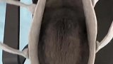 猫：别闹天这么冷我要睡觉觉
