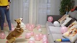 50个粉红气球装饰房间，被狗子冲出来逐个咬破，玩的挺高兴啊