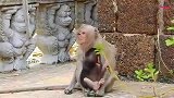 猴姐偷抢一只小奶猴，猴妈找准机会抢了回去，猴妈太聪明了