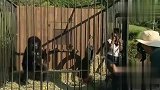 大猩猩归来，进入笼中的游客吓坏了