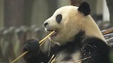 熊猫：可恶咋破不开竹竿，还让不让本熊优雅的吃番了呀！