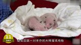 熊猫梅伦和梅欢的出生100天，太萌了，好想养一只