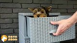 这位主人一言不合就用纸壳，给爱犬做了个别墅