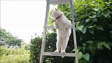 猫咪站在梯子上，全程傲娇脸，站的高看得远你们懂不