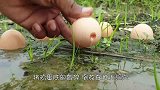 越南小伙奇葩捕鱼，大肥鸡装上4个“暗器”，洞里家伙直接投降！