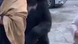 感动么？不敢！墨西哥黑熊走进人群拍游客肩膀“打招呼”