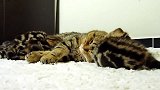 睡在毯子上的猫咪们，看这呆萌的小样子，好可爱！