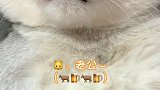 猫咪都会叫老公，你们相信吗