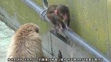 调皮的小猴子卡在水管的缝隙里，猴妈都走过来帮忙
