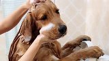 轮胎洗澡真享受，“美女”给它洗澡好像要深仇大恨，太搞笑了！