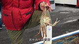 日本上千元的“雪蟹”，顶级大厨现场制作，吃起来太过瘾了
