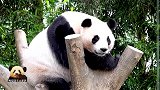 漂亮的熊猫华妮坐在树上一本正经地思考熊生，娇憨模样让人着迷