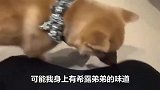 网友造访网红狗狗咖啡厅,简直要被这群狗子萌翻了