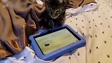 小猫咪被平板电脑上的虫子，逗的样子，看起来真逗啊！