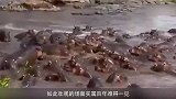 这是河马咬杀鳄鱼的真实场景，河马不是食草动物吗？纪录片