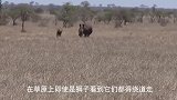 犀牛偷袭长颈鹿，只见“啪”的一声，长颈鹿对着犀牛的头就是一脚