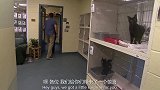 为猫痴狂，小哥给收容所的猫咪们带来了美食，猫咪们吃起来