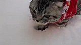 猫：俺要好好探下路，千万别掉陷阱里去了！