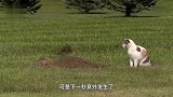 猫咪发现草地有洞，本想进洞捕鼠，下一幕对不起，打扰了！