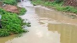暴雨过后，水库里的鱼都冲下来了