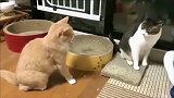 狸花猫2秒打出13拳，这拳速橘猫直接被打懵了