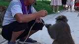 猴子爱模仿户外旅游