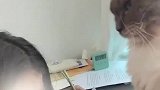家长教育孩子写作业，一旁小猫咪急眼了，咋滴还动手了呢！