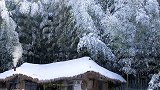 还有99天就过年了，小时候初1一大早就出门给亲戚朋友拜年，80、90后得回忆，现在再也没有那种感觉了，因为……