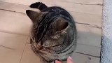 猫：手都握了，还不给我小鱼干么！